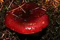 Russula xerampelina