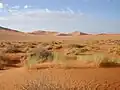 Sahara