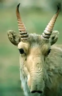 Antilopa Saiga