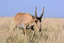 Antilopa Saiga