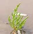 Brânca (Salicornia europaea)