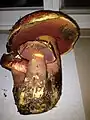 !!Rubroboletus pulcherrimus!!