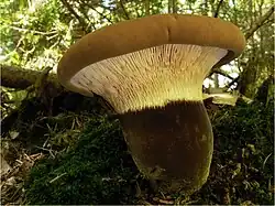 Tapinella atrotomentosa