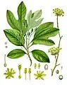 Sassafras albidum (Nutt.) Nees