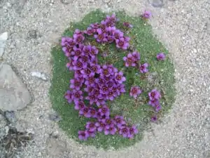Saxifraga(Saxifraga rudolphiana)