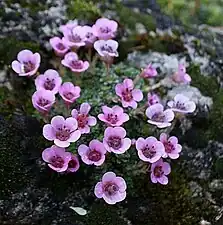 Saxifraga violet(d).