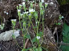 Ochii șoricelului(Saxifraga adscendens)