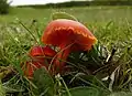 Hygrocybe coccinea