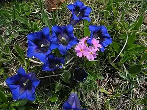 Gențiana și primulacee(Gentiana clusii și Primula farinosa)