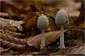 Coprinopsis nivea