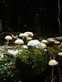 !Marasmius (Marasmiellus) ramealis!