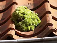 Sempervivum tectorum pe un acoperiș