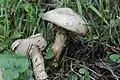 Suillus viscidus