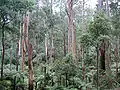 Eucalyptus regnans în Sherbrooke Forest, Victoria