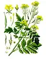 Sinapis alba L.