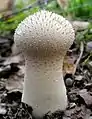 Lycoperdon (perlatum)