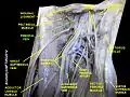 Femoral vein
