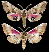 Smerinthus ophthalmica