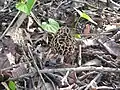 Morchella vulgaris