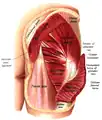 Structurile vizible sub gluteus maximus