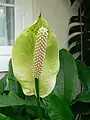 Flori de Spathiphyllum floribundum