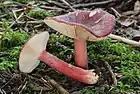 !!Russula queletii!!