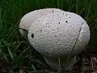 Lycoperdon utriforme