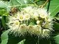 floare de Eucalyptus deglupta
