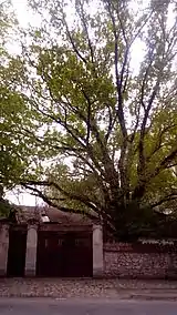 Stejar în curtea muzeului, monument al naturii