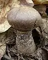 !Cortinarius torvus!