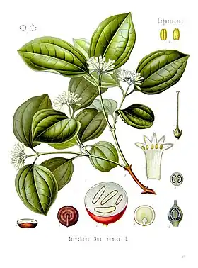 Strychnos nux-vomica L.