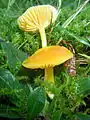 Hygrocybe chlorophana