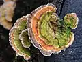 Trametes versicolor