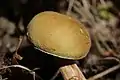 Boletus subtomentosus