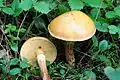 Suillus grevillei