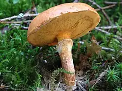 Suillus grevillei