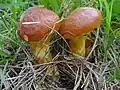 Suillus grevillei