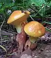 Suillus grevillei (Suillaceae)