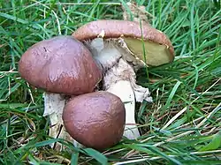 Suillus luteus sin Boletus sullius