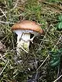 Suillus luteus