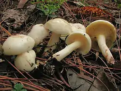 Suillus placidus