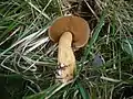 Suillus plorans
