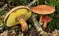 Suillus spraguei sin. Suillus pictus