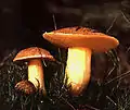 Suillus sin. Boletus variegatus
