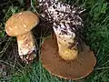 Suillus variegatus