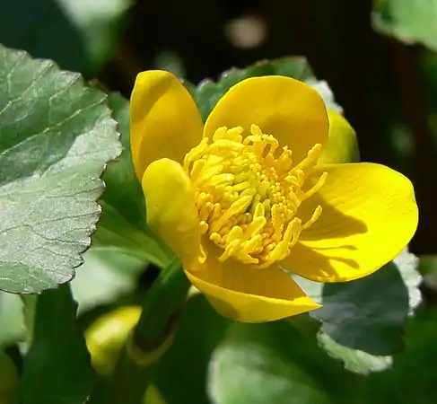 Floarea de calcea calului (Caltha palustris)