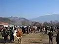 Târgul de animale care se ține lunar în Sălciua de Sus