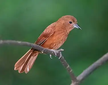 Femela tangaralei roşcate (Tachyphonus rufus)