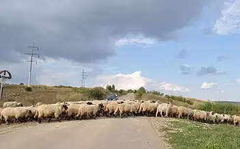 Drumul Cetatea de Baltă-Tătârlaua