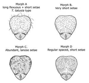 Desene cu patru capete de furnici; „Morph A, lung flexuous + scurte setae, tip T. Tatusia; Morph B, Very short setae; Morph C, Abundant, setae lanose; Morph D, regulat spaced, short setae”
